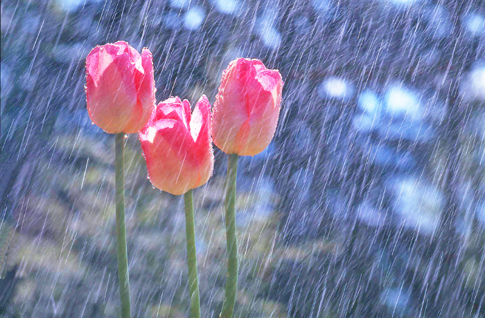 April Showers Bring May Flowers: A Menopausal Metaphor In Full Bloom