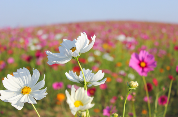 Bloom Like May Flowers: A Fresh Season for Your Body, Mind & Soul